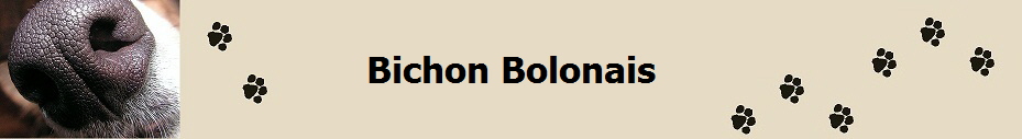 Bichon Bolonais