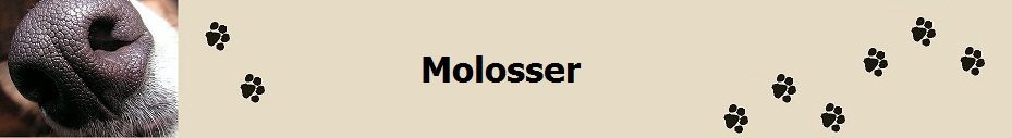 Molosser 